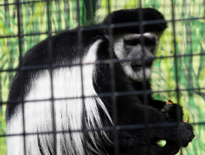 Black and White Monkey